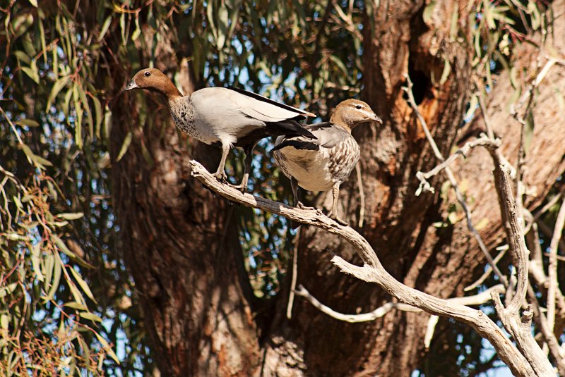 ducks in a tree.jpg